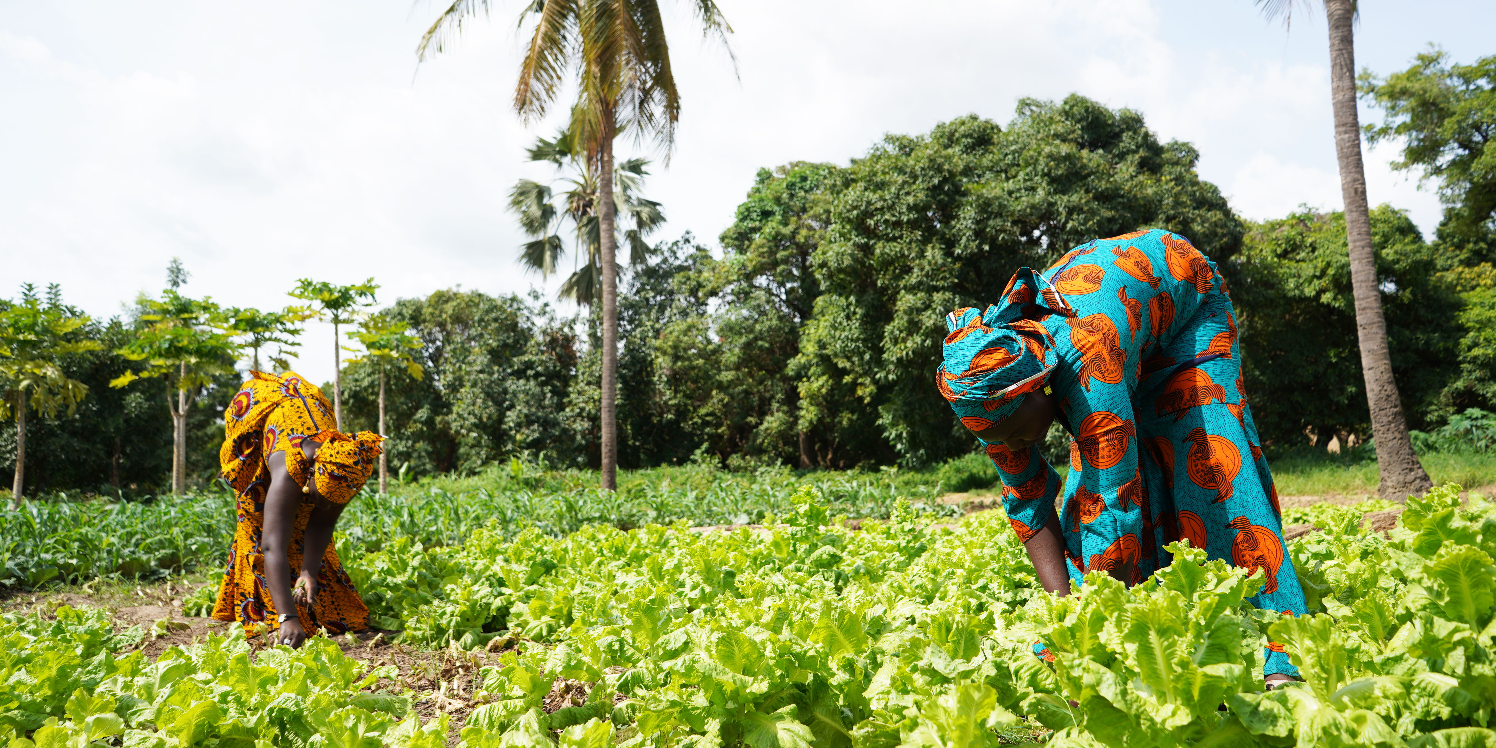 Agricultura na África